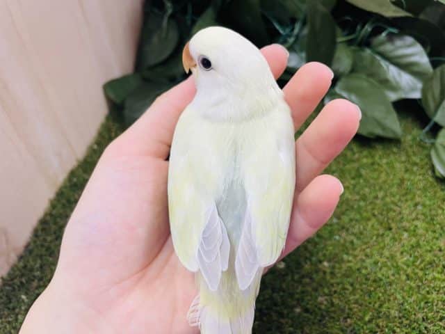 コザクラインコ（小桜インコ）