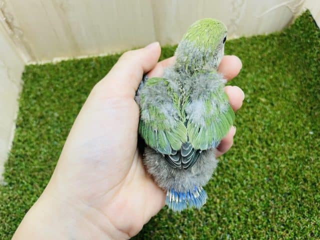 コザクラインコ（小桜インコ）