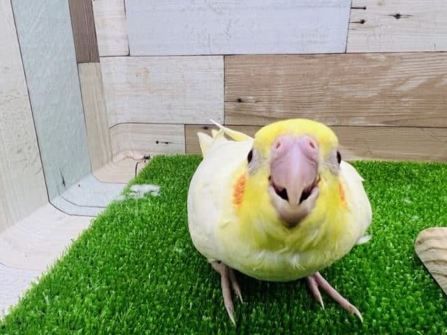 オカメインコ