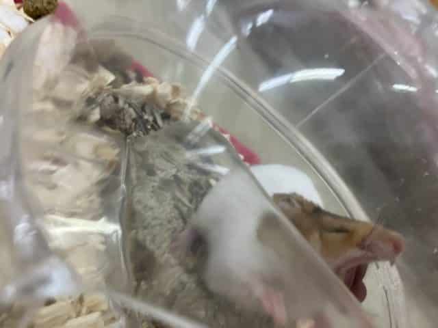 ゴールデンハムスター