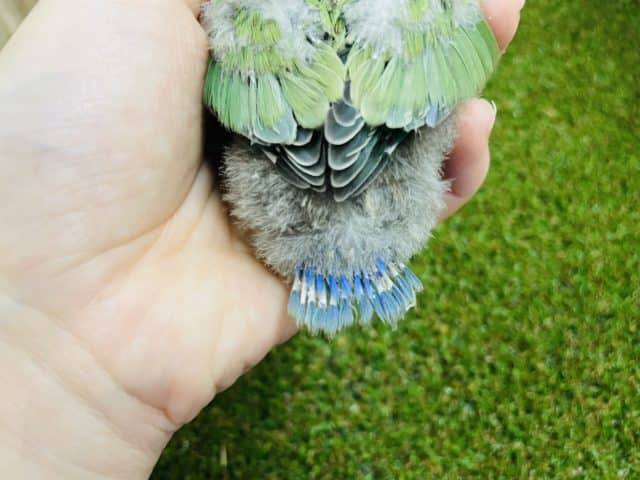 コザクラインコ（小桜インコ）