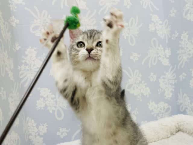 スコティッシュフォールド