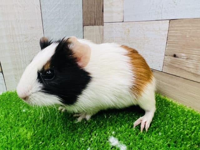 イングリッシュモルモット