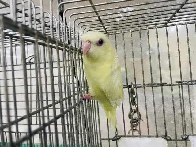 最新画像になりますよ‼️クリーミーなマイペースさん? サザナミインコ クリームルチノー サザナミインコ