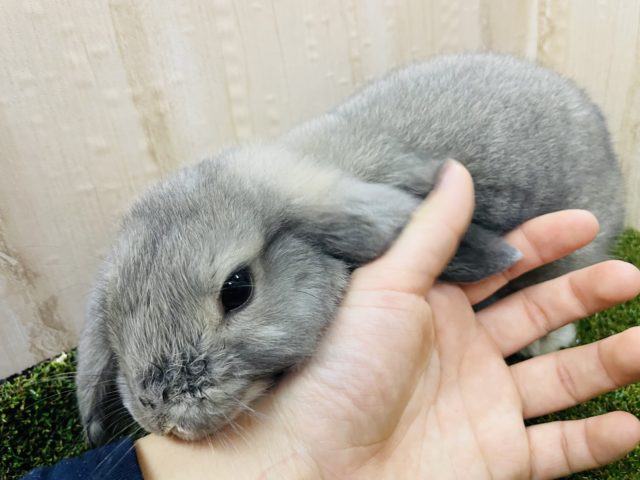 ロップイヤーラビット