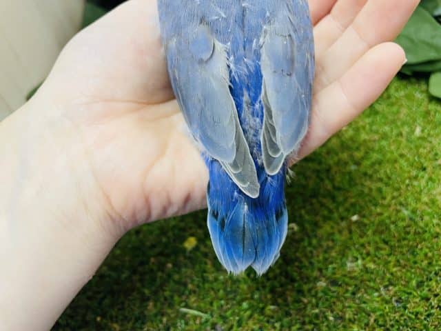 コザクラインコ（小桜インコ）