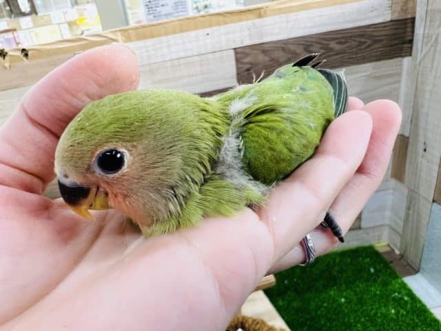 コザクラインコ（小桜インコ）
