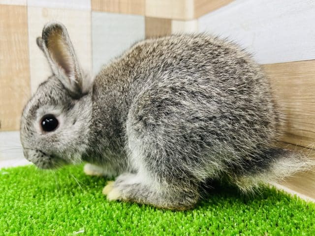 ネザーランドドワーフ