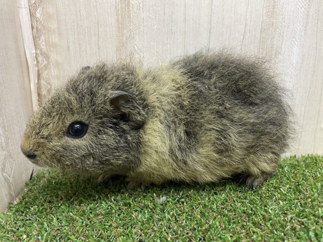 テディモルモット