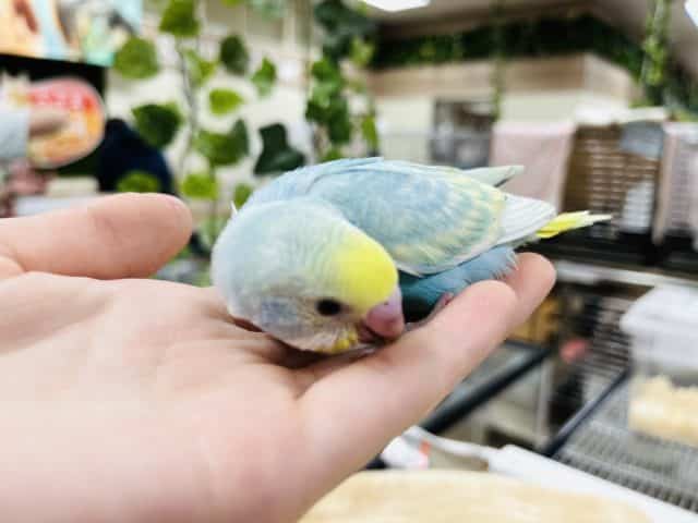セキセイインコ