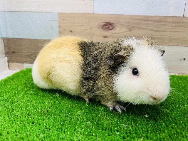 テディモルモット