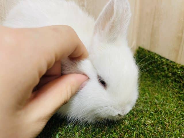 ネザーランドドワーフ