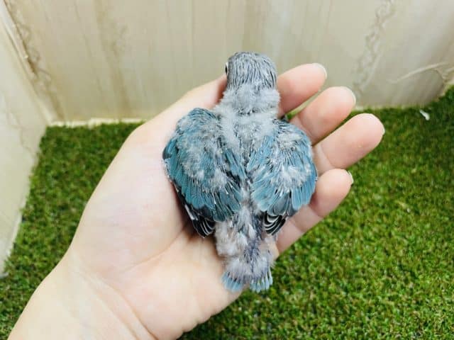 ブルーボタンインコ