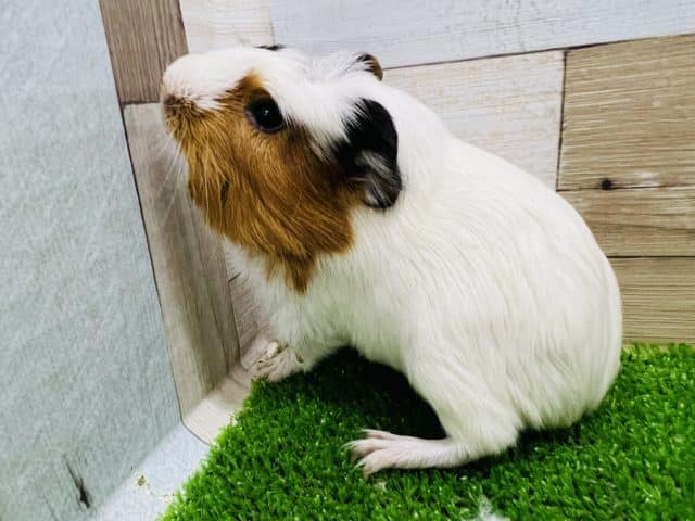 クレステッドモルモット