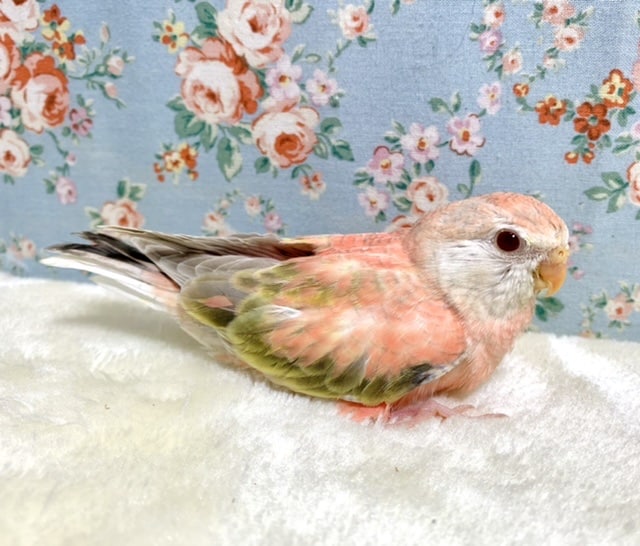 アキクサインコ（秋草インコ）