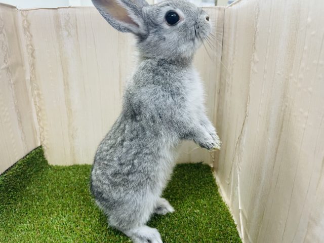 ネザーランドドワーフ