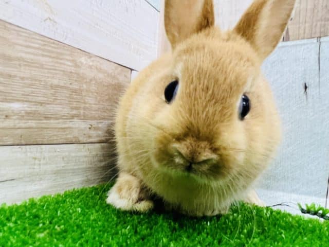 ネザーランドドワーフ