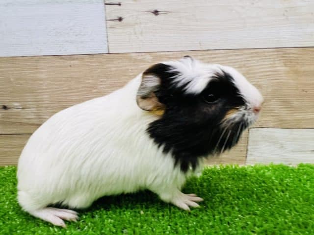 クレステッドモルモット