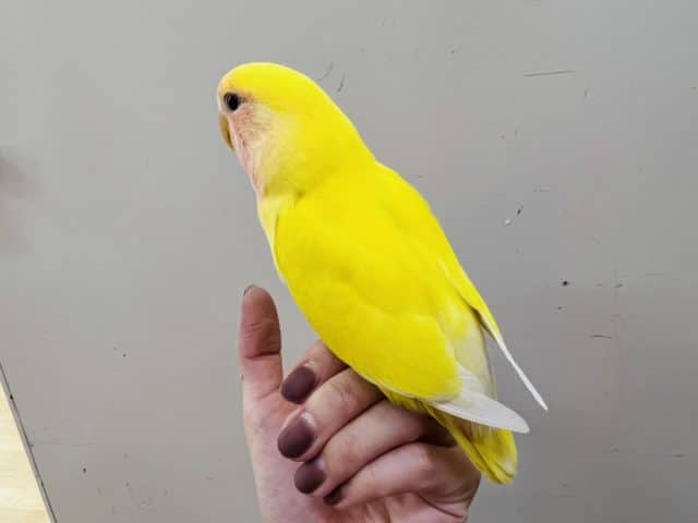 コザクラインコ（小桜インコ）