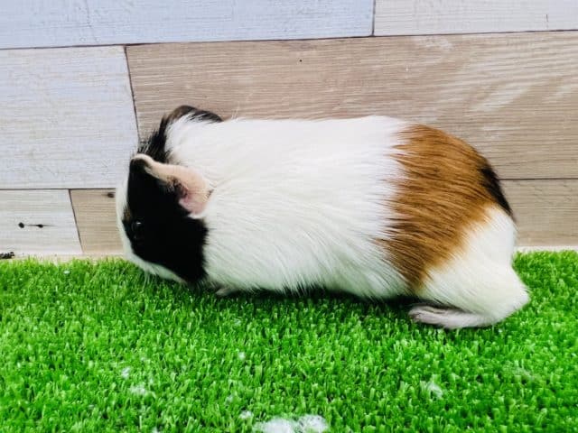 イングリッシュモルモット