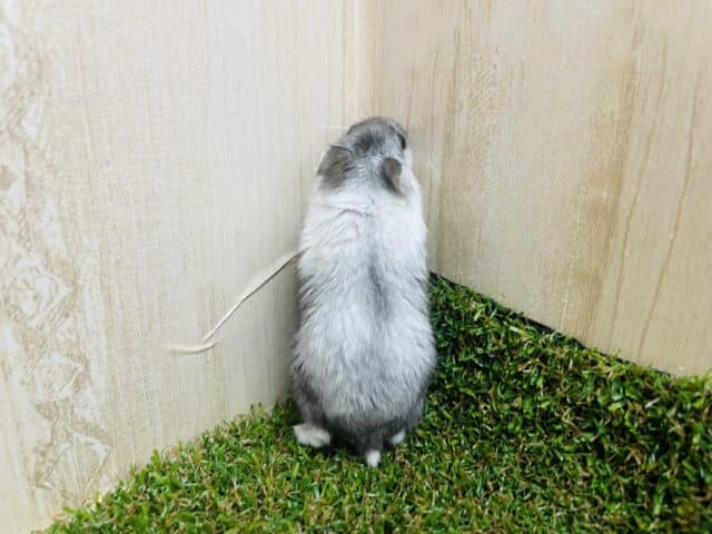 ドワーフハムスターの1種