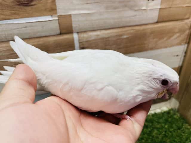 オカメインコ