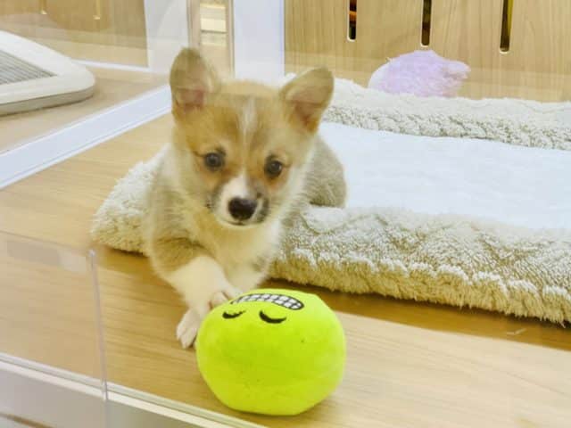 ウェルシュコーギー・ペンブローグ