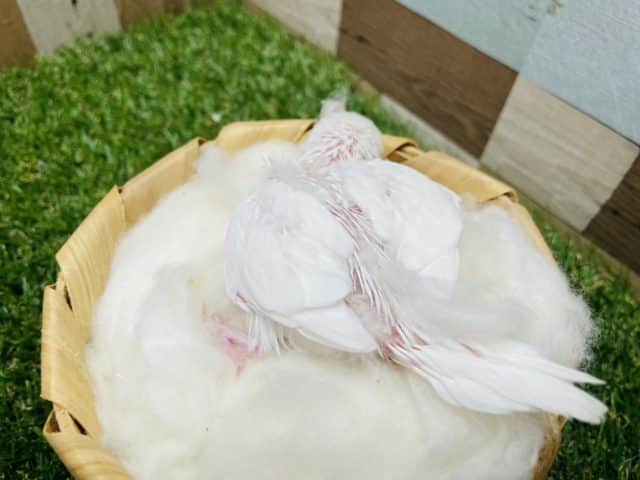 真っ白に赤目の天使なヒナさんです!セキセイインコのアルビノカラー! セキセイインコ