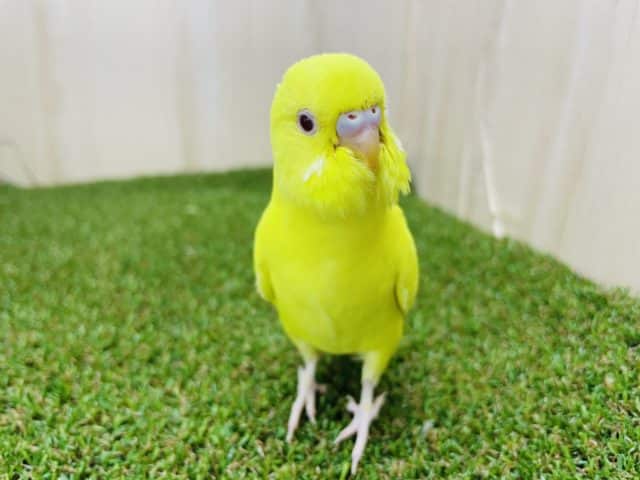 セキセイインコ