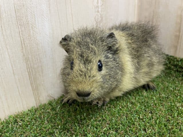 テディモルモット