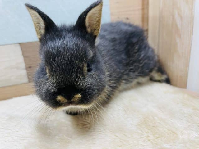 ネザーランドドワーフ