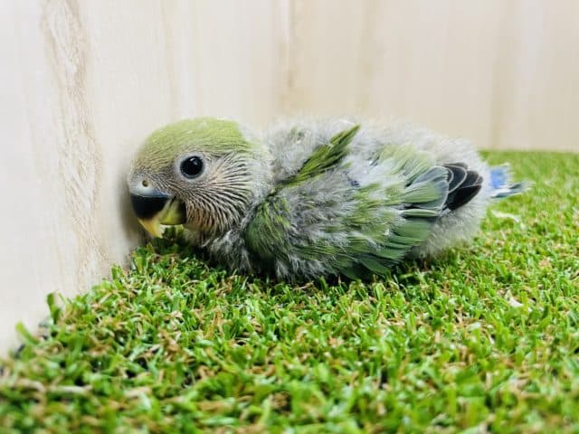コザクラインコ（小桜インコ）