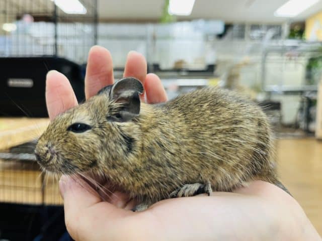 好奇心溢れてます!!デグー(ノーマル)女の子 デグー