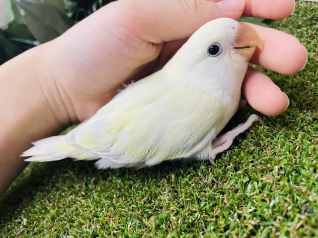 コザクラインコ（小桜インコ）