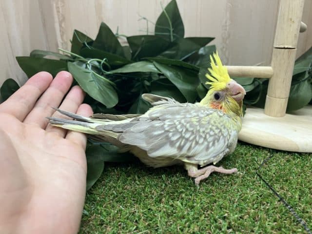 オカメインコ