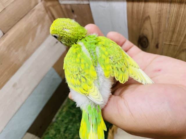 大人しくて落ち着きのあるヒナさん!セキセイインコのスパングルカラー! セキセイインコ