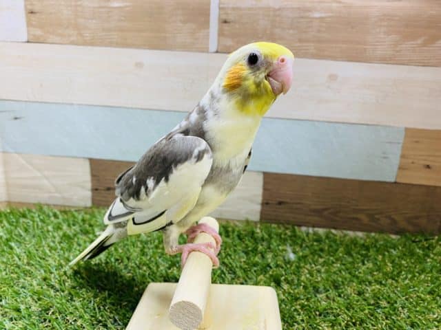 オカメインコ