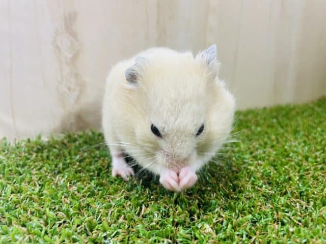 キンクマハムスター