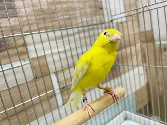 レモンカナリアの女の子! レモンカナリア