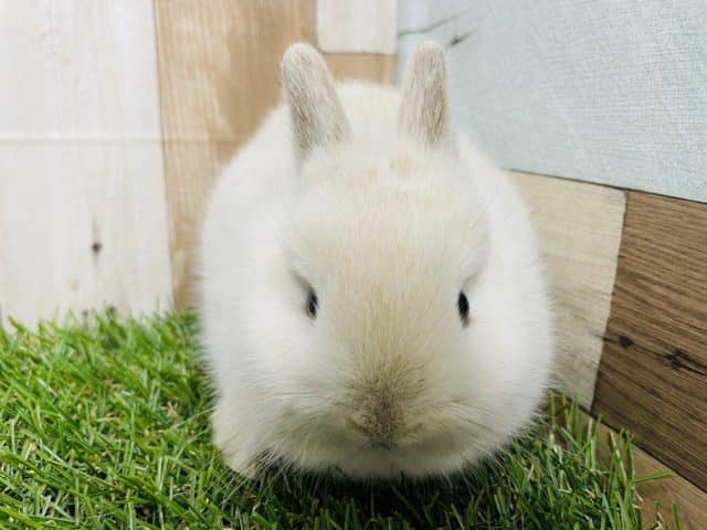 ネザーランドドワーフ