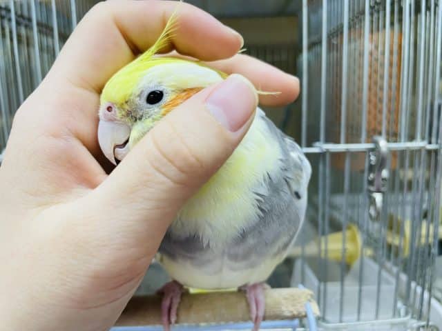 オカメインコ