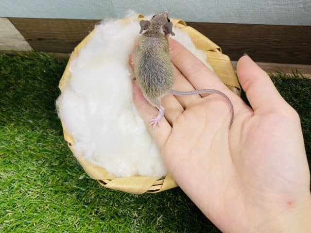 カイロトゲマウス