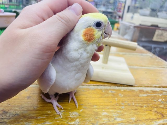 オカメインコ