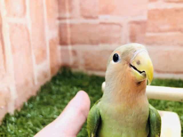 コザクラインコ（小桜インコ）