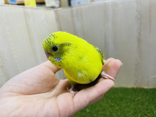 セキセイインコ