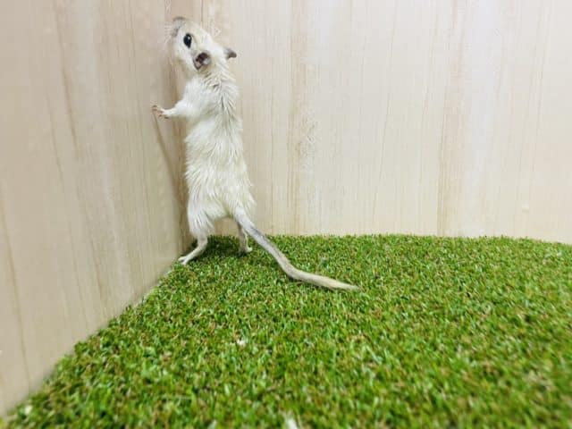 カラージャービル（スナネズミ）