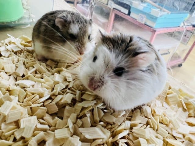 ロボロフスキーハムスター