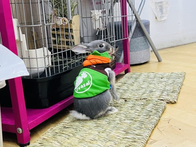 ネザーランドドワーフ