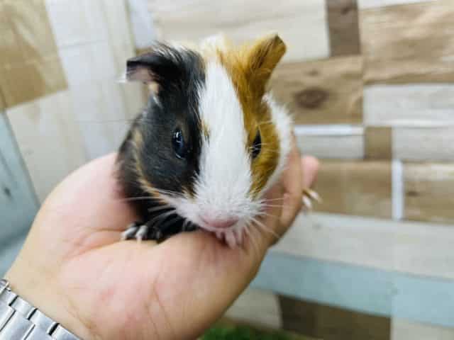 イングリッシュモルモット