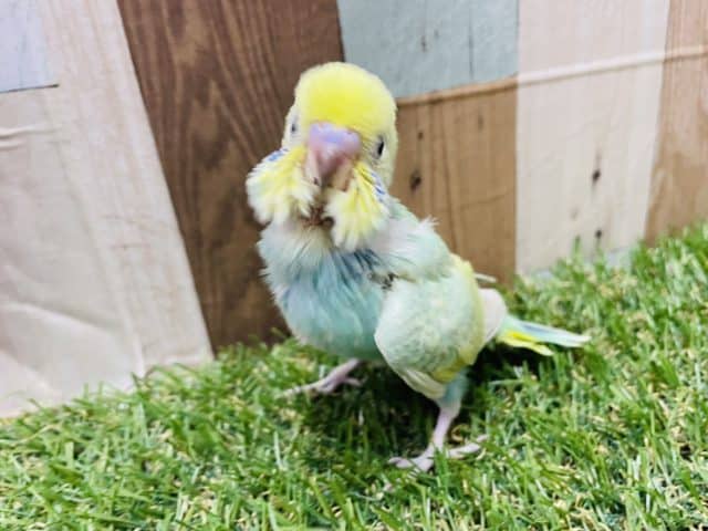 明るいグリーンの可愛いコ!セキセイインコのパステルカラーレインボー! セキセイインコ